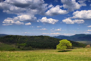 landscape with tree and clouds