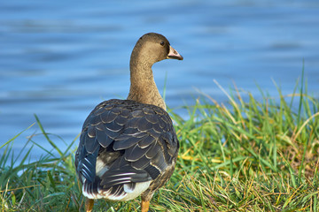 Wild goose on the lake, Poland.