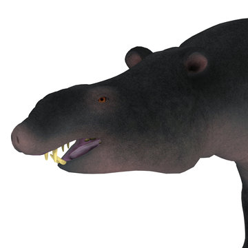 Moeritherium Head - Moeritherium is an extinct mammal related to the elephant and the sea cow. This herbivore lived in Egypt during the Eocene Period.