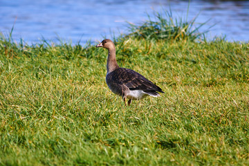 Wild goose on the lake, Poland.