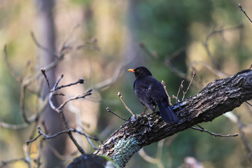 Merle noir - Turdus merula - Common Blackbird