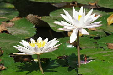 Seerose, Blumen der Insel Bali, Indonesien