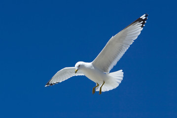 Ring Billed Gull (Larus delawarensis)