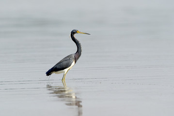 Louisiana Tricolor Heron (Hydranassa tricolor)