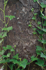 Climbing common Baltic ivy stem, hedera helix L. var. baltica, young evergreen creeper leaves, vertical pine tree bark texture background, green wintergreen woody vine macro closeup, copy space