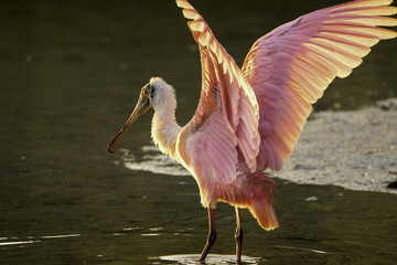 Roseate Spoonbill / drying wings in late day golden light