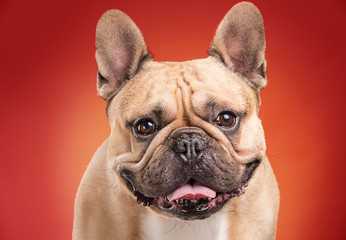 French bulldog isolated over red background