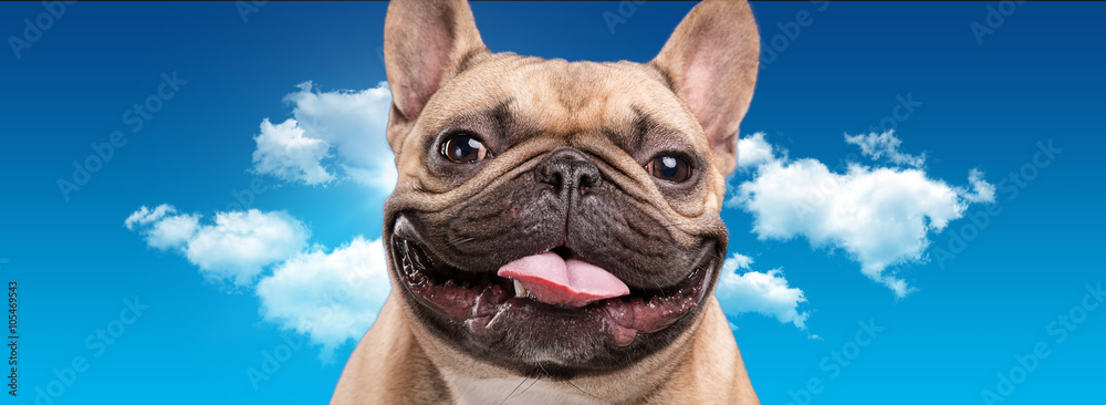 Wall mural French bulldog isolated over blue background