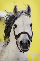 Grey Arabian horse on yellow background from the front