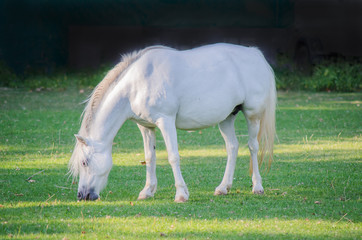 Obraz na płótnie Canvas Pferd auf der Weide, Schimmel Pony