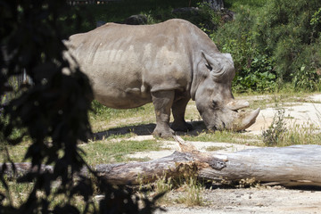 animal 2469 / Rinoceronte oculto de cuerpo entero