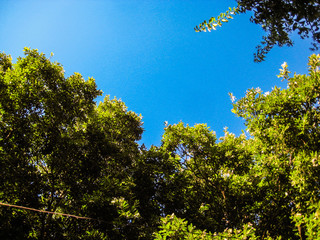 Top of tree