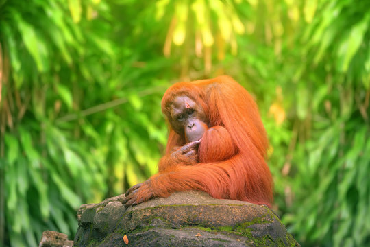 Adult orangutan sitting with jungle as a background
