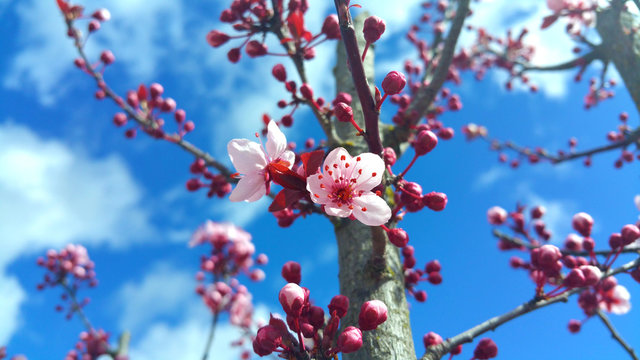 Blossoming spring pink flovers