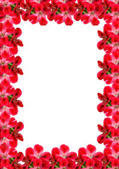 frame card of Geranium Pelargonium Flowers with copy space for text on white background