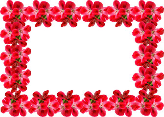 frame card of Geranium Pelargonium Flowers with copy space for text on white background