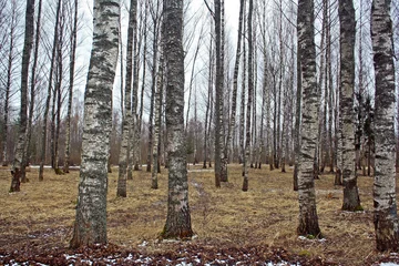 Papier Peint photo Lavable Bouleau birch grove