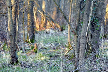 Blick in den Wald