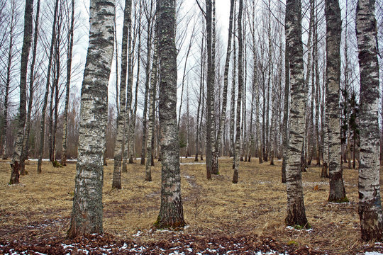Fototapeta birch grove