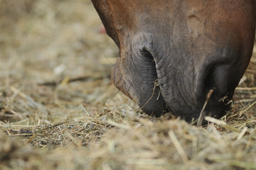 Horse eating hay close up