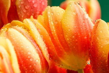Obrazy na Plexi  zobacz zbliżenie pąków na czerwonych tulipanach