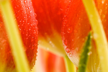 Panele Szklane Podświetlane  zobacz zbliżenie pąków na czerwonych tulipanach