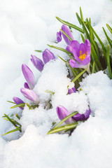 purple crocus on white snow