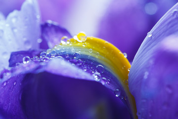 Fototapeta na wymiar Purple Iris petals with water droplets