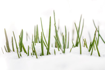 Spring grass in white snow - 105470982