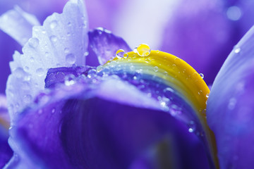 Purple Iris petals with water droplets