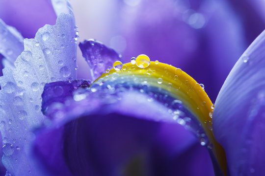 Purple Iris petals with water droplets