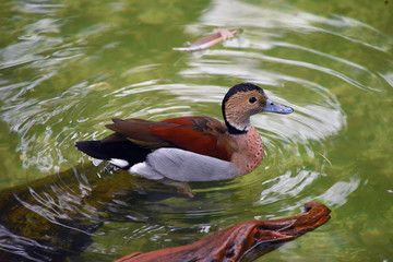 Mandarin duck
