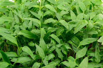 Fototapeta na wymiar Young green pepper seedlings
