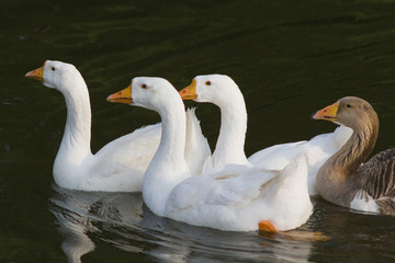 Белые гуси, плывущие по реке.