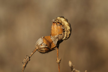 Dried flowers with a catterpilar