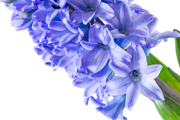 hyacinth purple flowers isolated on white background
