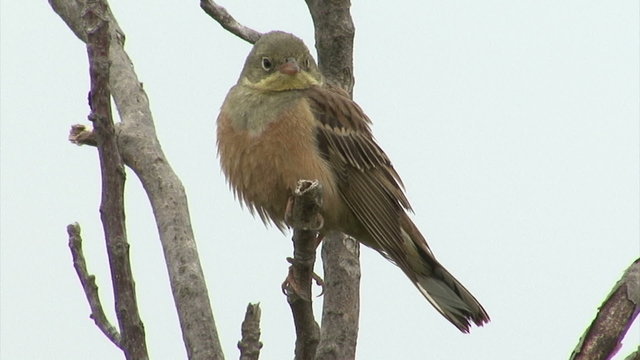 Small bird Ortolan bunting singing and displaying landed on a branch after migration