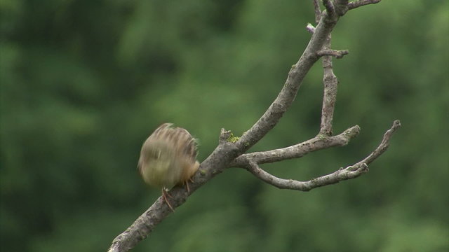 Small bird Ortolan bunting singing and displaying landed on a branch after migration