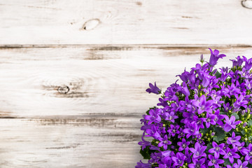 Spring flowers background with copy space.