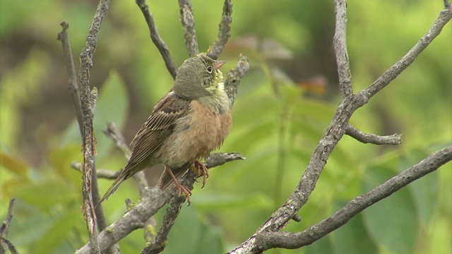 Small bird Ortolan bunting singing and displaying landed on a branch after migration