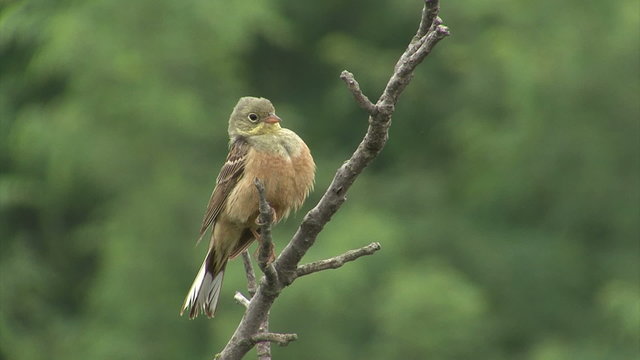 Small bird Ortolan bunting singing and displaying landed on a branch after migration