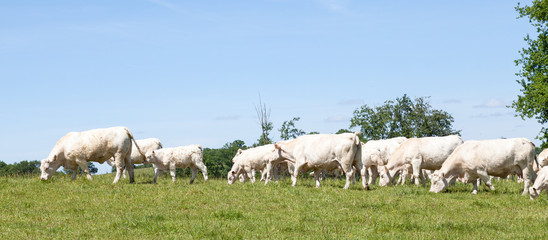 Panorama of a herd of white Charolais beef cows and calves grazing in a lush green pasture on the skyline against a blue sky