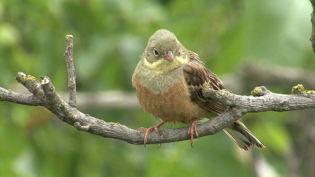 Small bird Ortolan bunting singing and displaying landed on a branch after migration