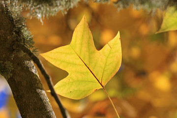 Autumn leaf