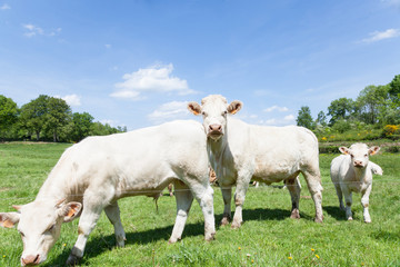 White Charolais beef cow with her calf in a lush green spring pasture with an inquisitive younger calf alongside, side view close up
