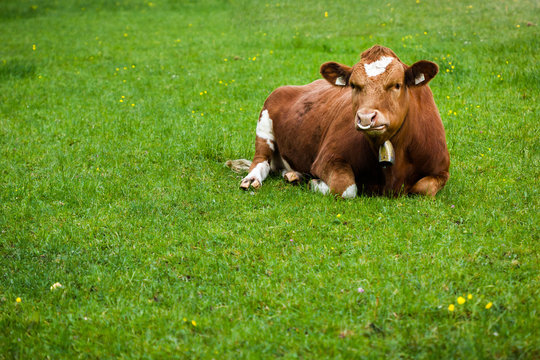 Cow Laying Down On The Grass