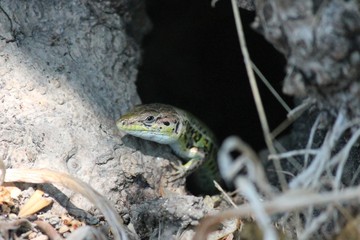Greek rock lizard (Lacerta graeca) is a species of lizard in the family Lacertidae.
