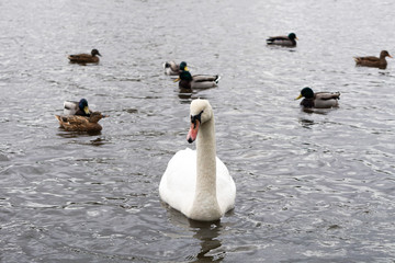 Fototapeta premium Schwan im Wasser