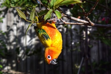 Upside-down Sun conure
