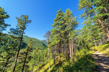 Hiking Trail in Wyoming